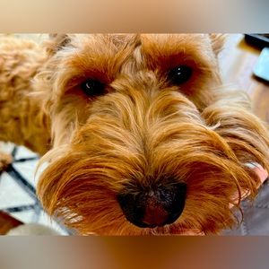 Meet your Posher, Emma